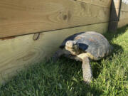 Dotty the desert tortoise explores her enclosure in Scottsdale, Ariz., on May 3, 2023. The surprising warmth of these ancient cold-blooded creatures has made them popular pets for families with pet dander allergies and for retirees.