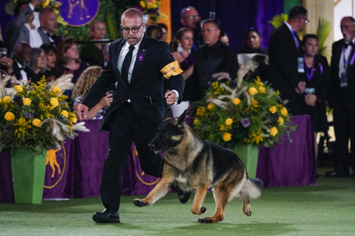 FILE - River, a German shepherd, competes for best in show at the 146th Westminster Kennel Club Dog Show, Wednesday, June 22, 2022, in Tarrytown, N.Y. To the casual viewer, competing at the Westminster Kennel Club dog show might look as simple as getting a dog, grooming it and leading it around a ring. But there's a lot more to getting to and exhibiting in the United States' most prestigious canine event.