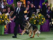 FILE - River, a German shepherd, competes for best in show at the 146th Westminster Kennel Club Dog Show, Wednesday, June 22, 2022, in Tarrytown, N.Y. To the casual viewer, competing at the Westminster Kennel Club dog show might look as simple as getting a dog, grooming it and leading it around a ring. But there's a lot more to getting to and exhibiting in the United States' most prestigious canine event.