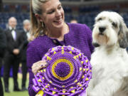 Handler Janice Hays poses for photos with Buddy Holly, a petit basset griffon Vendéen, after he won best in show during the 147th Westminster Kennel Club Dog show Tuesday, May 9, 2023, at the USTA Billie Jean King National Tennis Center in New York.