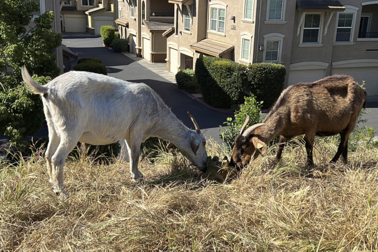 Goats graze on dry grass next to a housing complex in West Sacramento, Calif., on May 17, 2023. Goats are in high demand to clear vegetation as California prepares for the wildfire season, but a farmworker overtime law threatens the grazing business.