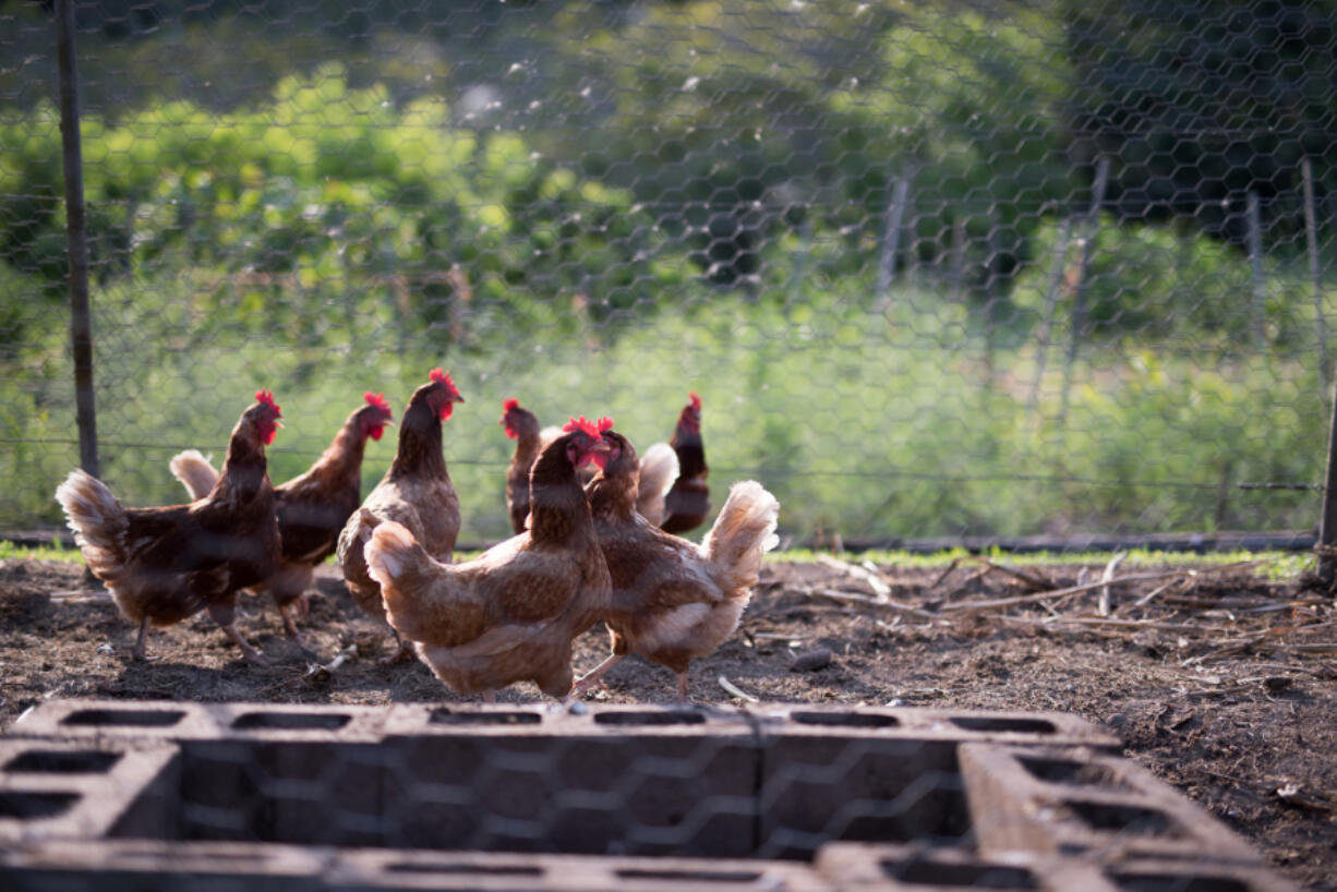 The backyard chicken renaissance lifted off the ground -- awkwardly, slightly, like a prairie chicken flapping into a tree -- during the early days of the pandemic.