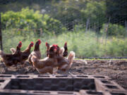 The backyard chicken renaissance lifted off the ground -- awkwardly, slightly, like a prairie chicken flapping into a tree -- during the early days of the pandemic.