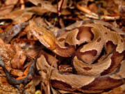 A coiled rattlesnake blends in with its environment.