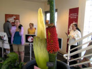 Washington State University Vancover’s rare corpse flower “Titan VanCoug” is now blooming and will be showcased on campus from 8 a.m. to 7 p.m. Friday.