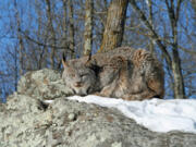 A Canada lynx crouching on a rocky hill in the snow. In 2016, the Washington Department of Fish and Wildlife estimated that there were about 50 of the animals in the state, but WDFW had done no broad landscape-level survey.