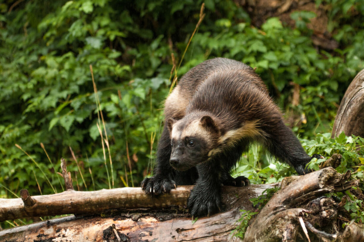 Officials with the California Department of Fish and Wildlife has confirmed a rare wolverine sighting in California.