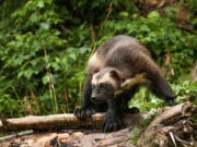 Officials with the California Department of Fish and Wildlife has confirmed a rare wolverine sighting in California.