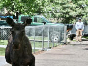 A moose strolled through parts of Boise's East End and North End neighborhoods May 22.