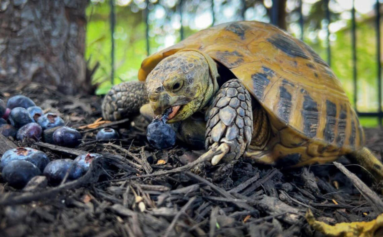 After escaping a Lenexa, Kan., backyard on Aug. 5, 2022, Fredericka, a Russian tortoise named after Fred Flintstone, was found by a 7-year-boy on May 20 and returned to owner Jan Langton.