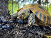 After escaping a Lenexa, Kan., backyard on Aug. 5, 2022, Fredericka, a Russian tortoise named after Fred Flintstone, was found by a 7-year-boy on May 20 and returned to owner Jan Langton.