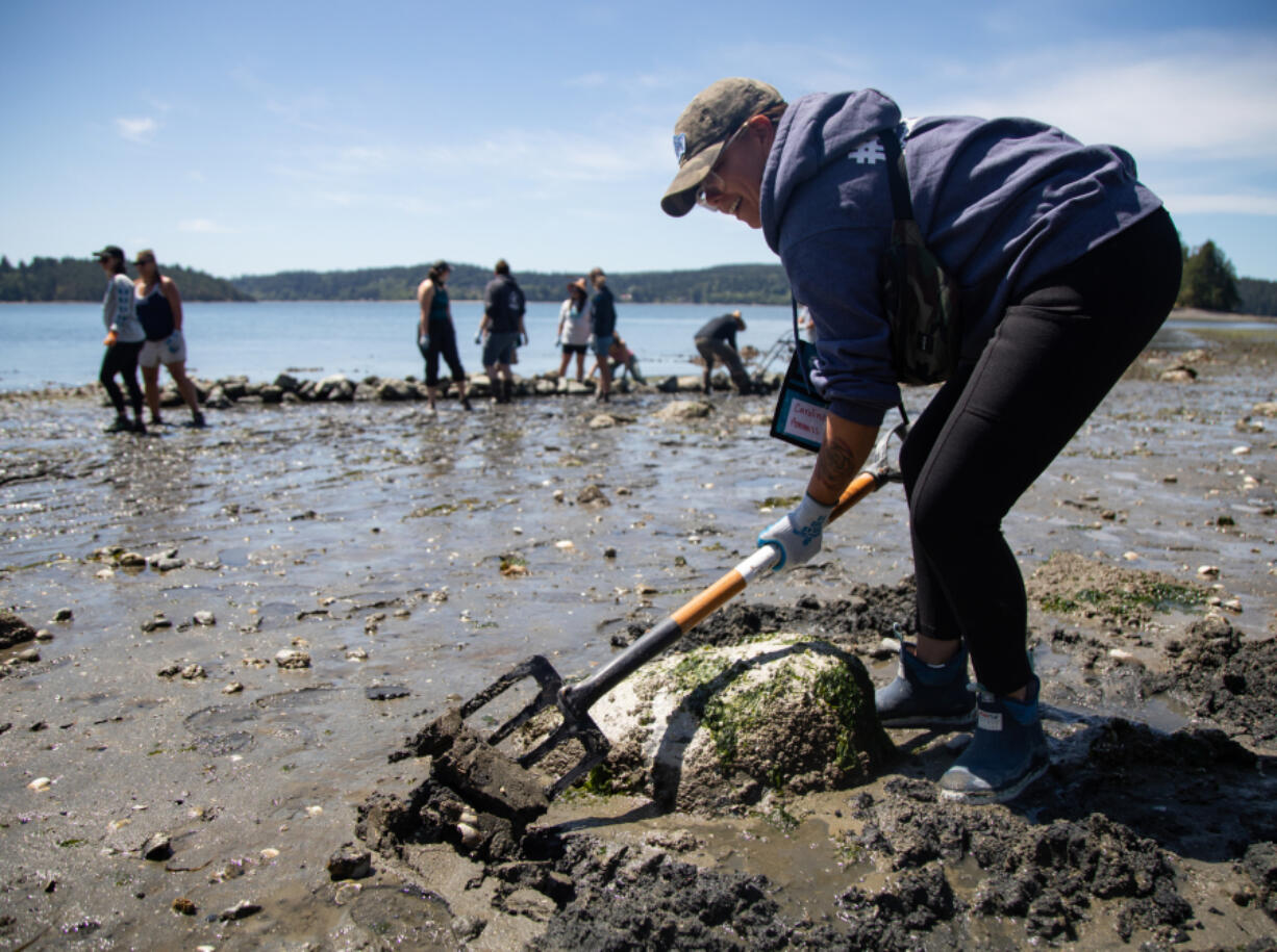 Caroline Ammons of the Swinomish Indian Tribal Community tills the bed of the Swinomish Clam Garden on June 5 during the Salish Summit at Kukutali Preserve. The gathering hosted communities of the Cross-Pacific Indigenous Aquaculture Collaborative Network and held a work party to expand the clam garden. Ammons smiled while tilling the garden, as her ancestors did.