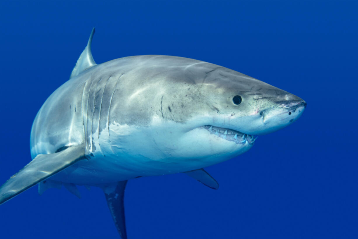 A study along southern California beaches looked at how close juvenile white sharks get to humans, such as waders, swimmers, surfers, and stand-up paddle boarders.