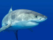 A study along southern California beaches looked at how close juvenile white sharks get to humans, such as waders, swimmers, surfers, and stand-up paddle boarders.