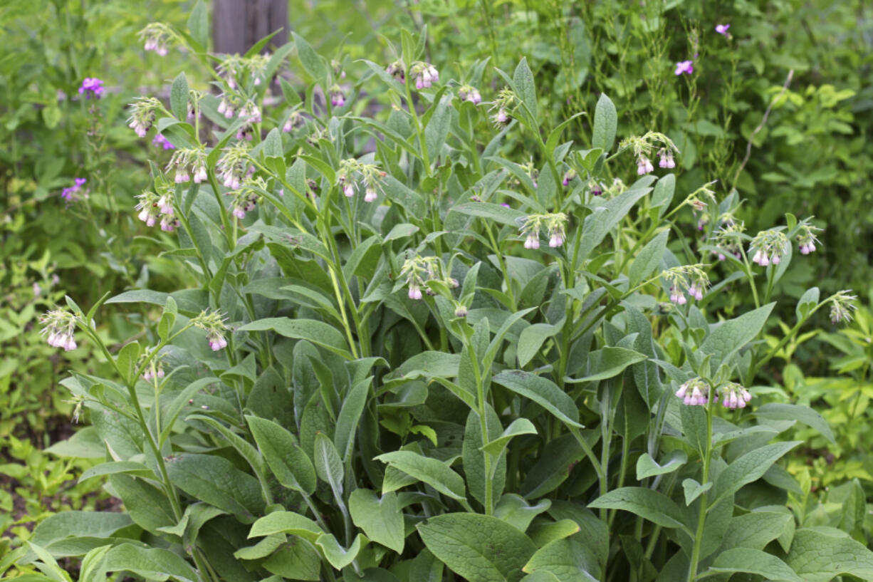 Comfrey leaves contain a significant amount of all three major plant nutrients: nitrogen, phosphorus and potassium.