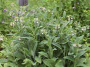 Comfrey leaves contain a significant amount of all three major plant nutrients: nitrogen, phosphorus and potassium.