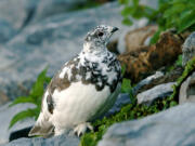 A white-tailed ptarmigan moulting into winter plumage.