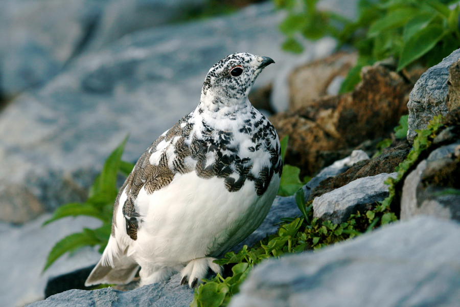 A white-tailed ptarmigan moulting into winter plumage.