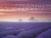 A field of lavender under a stunning sunrise sky.