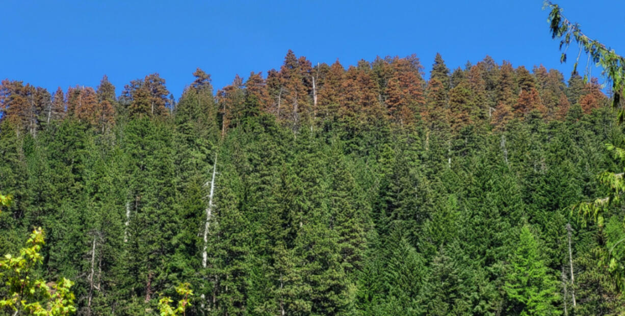 Growing problem: Instead of regeneration, these treetops near Hood River, Ore., are showing signs of decline.