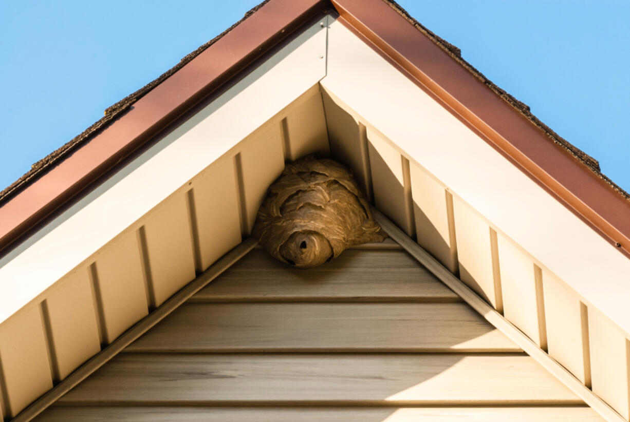 Wasps tend to be most active during the summer, so keep an eye out for them around your home.