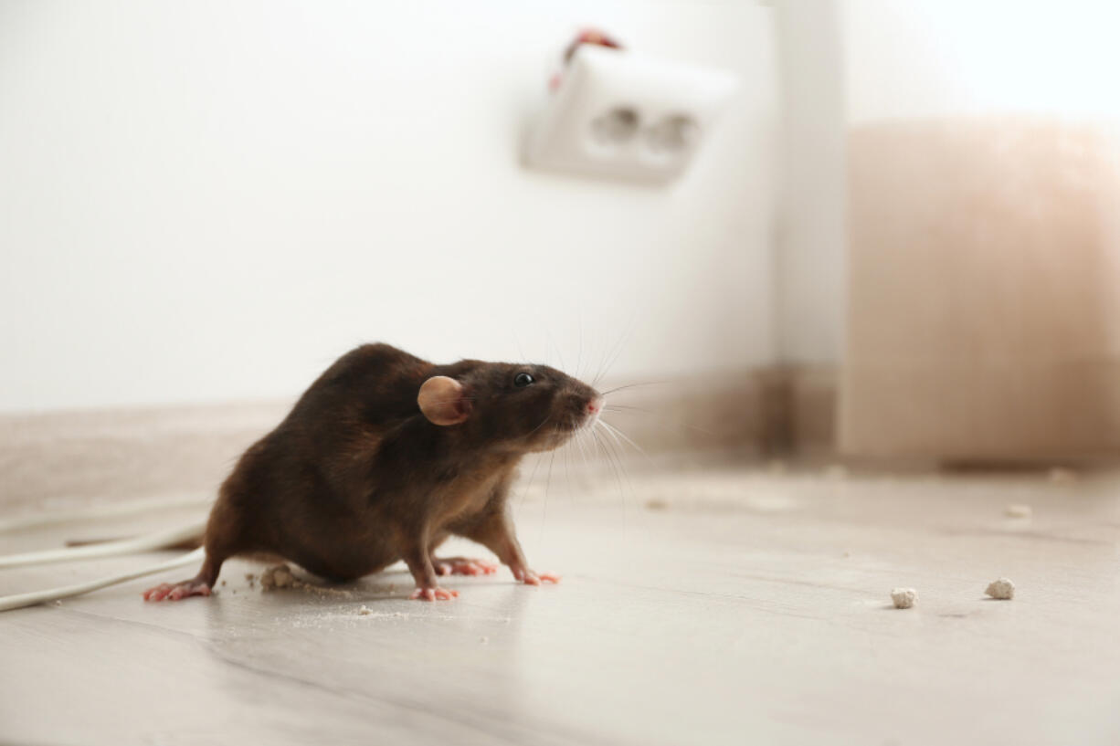 According to the pros at DIY Pest Control, the first step of rat control can be broken down into three parts ??? inspection, sanitation and exclusion.