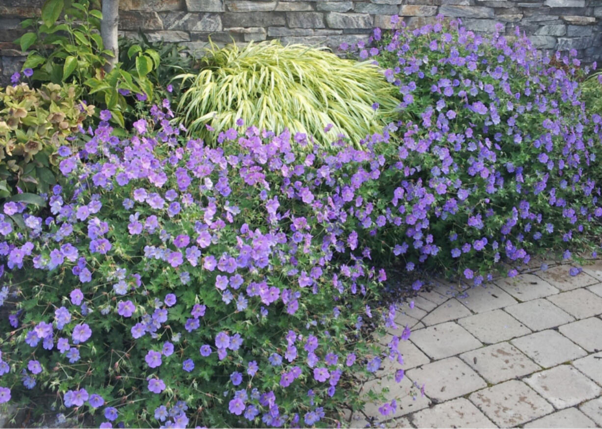 Geranium Rozanne.