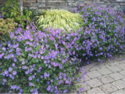 Geranium Rozanne.