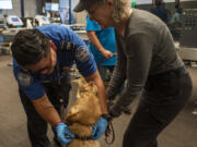 A Transportation Security Administration agent, left, checks the collar of a service dog with the dog's handler to practice going through security at Paine Field.