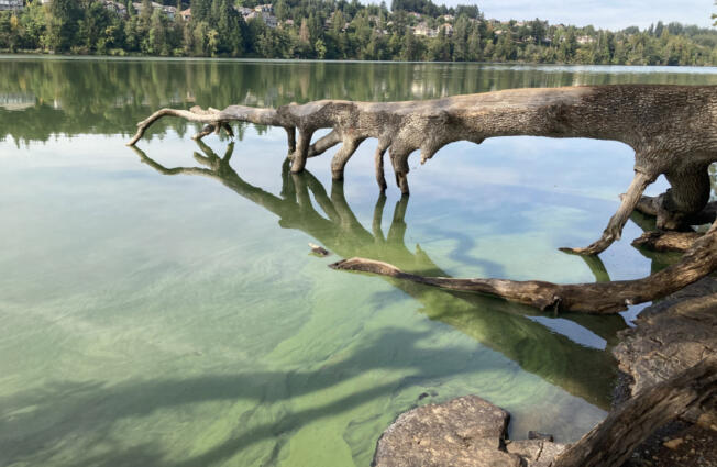 Cyanobacteria are microscopic bacteria, otherwise known as blue-green algae, that form harmful blooms during the summer. They flourish in warm, stagnant water filled with nutrients, such as Lacamas Lake as pictured in 2021. Blooms often occur in Vancouver, Lacamas and Round lakes.