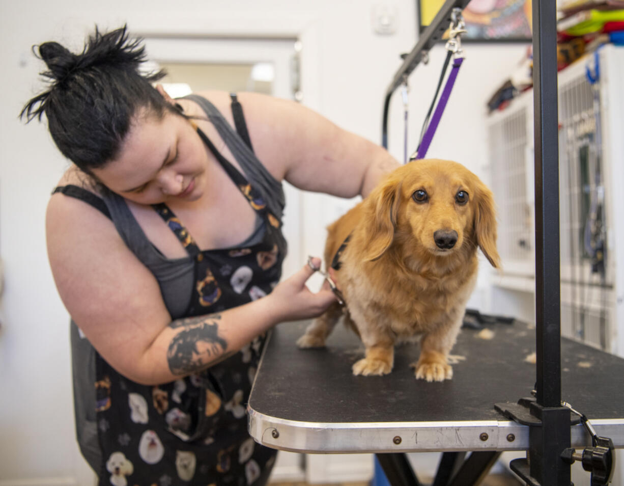 Co-owner Corey Wehler gives Bentley, a dachshund, a haircut at Dog Gone Clean in Vancouver. The business suffered a fire in 2019, but was among those businesses that survived. It moved back into its rebuilt space in 2021.