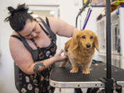 Co-owner Corey Wehler gives Bentley, a dachshund, a haircut at Dog Gone Clean in Vancouver. The business suffered a fire in 2019, but was among those businesses that survived. It moved back into its rebuilt space in 2021.