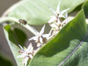 A bee pauses on a showy milkweed plant at the Clark Public Utilities Orchards Operations Pollinator Garden.