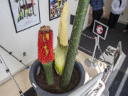 Mature fruit, left, growing spadix, center, and mature leaf sprout from Titan VanCoug, Washington State University Vancouver's resident corpse flower, grow out of a pot Monday at the WSUV Science and Engineering Building.