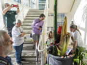 People watch Titan VanCoug manager Dawn Freeman, second from right, and classroom support technician Mark Owens, right, work on the blooming corpse flower Friday, June 30, 2023, at WSU Vancouver.