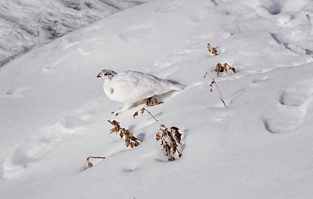 Mount Rainier White-Tailed Ptarmigan or Lagopus leucura rainierensis. (Courtesy of U.S.