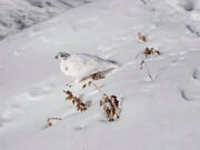 Mount Rainier White-Tailed Ptarmigan or Lagopus leucura rainierensis. (Courtesy of U.S.