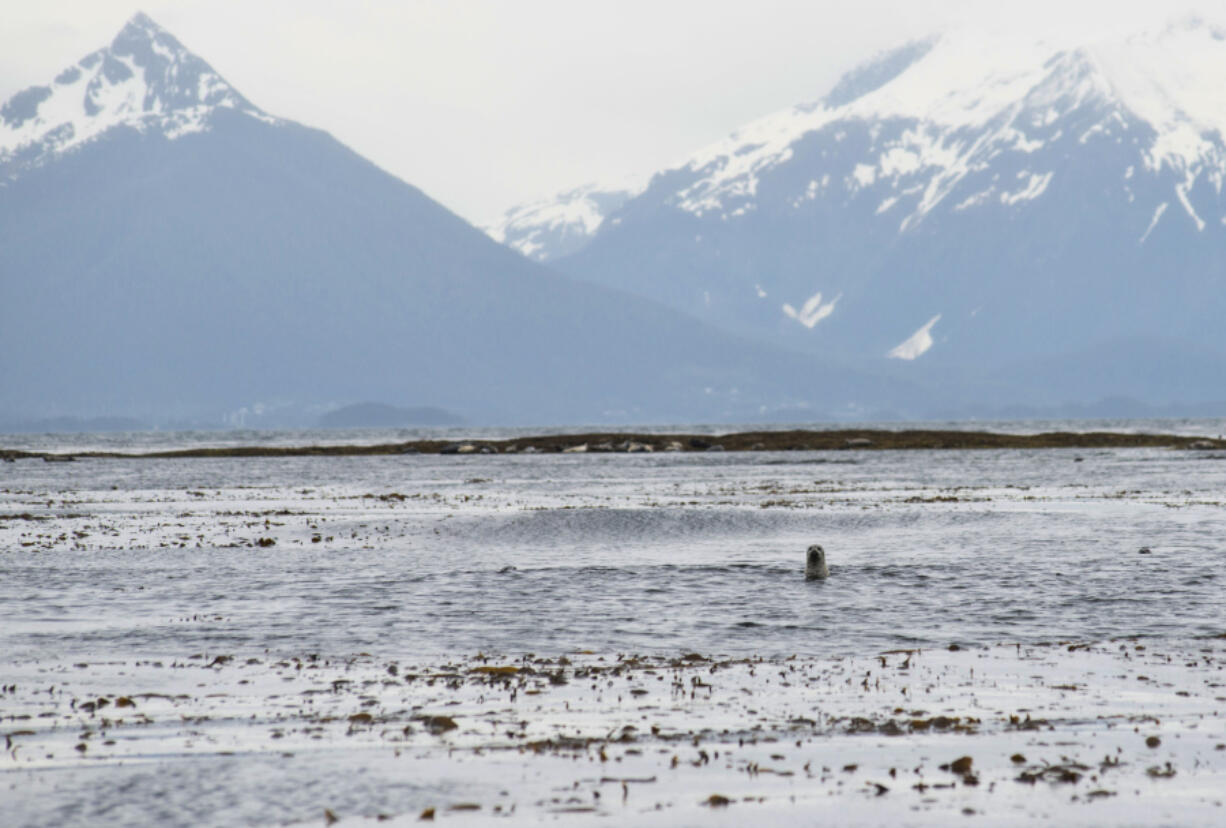 A harbor seal pokes its head up near Low Island in Sitka Sound, Thursday, June 1, 2023. The area was the site of a fatal charter boat accident, Sunday, May 28.