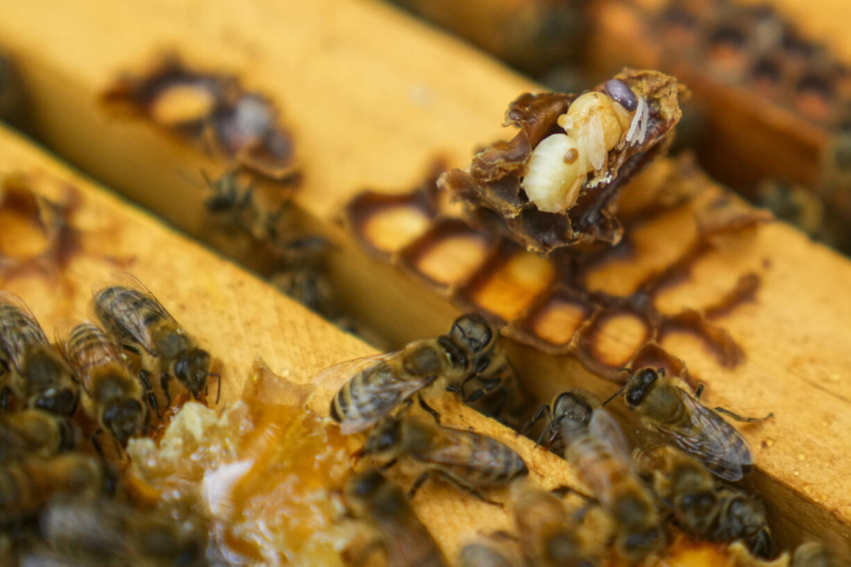 Parasitic mite Varroa is visible on a dead bee in a hive, Wednesday, June 21, 2023, in College Park, Md. A new survey says America's honeybee hives just staggered through the second highest death rate on record. The mites are a major factor why bee deaths are on the rise.