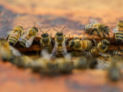 A colony of bees is seen at at hive in the backyard of  University of Maryland bee researcher Nathalie Steinhauer, Wednesday, June 21, 2023, in College Park, Md. A new survey says America's honeybee hives just staggered through the second highest death rate on record.