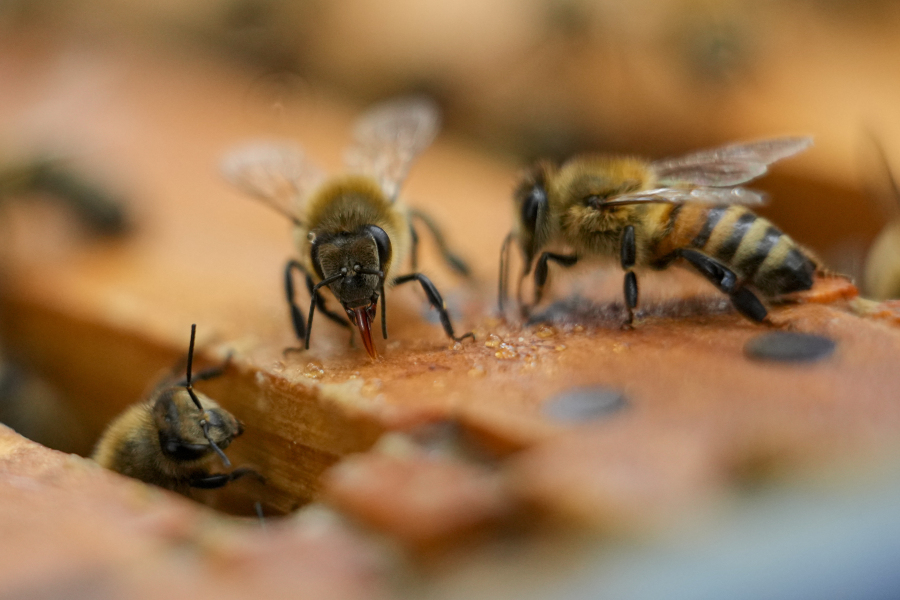 Bee deaths rose last year, so farmers are working harder to