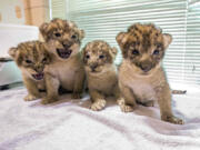 This photo provided on Thursday, June 22, 2023, by the Buffalo Zoo, in Buffalo, N.Y., shows the litter of four African Lion cubs born to their mother, Lusaka and father, Tiberius. Three cubs were born in the late evening of June 2, 2023, and one cub was born in the early hours of June 3, 2023, at the Buffalo Zoo.