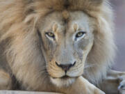 The African lion Kamau, who was a star attraction at California's Sacramento Zoo, has died at age 16, officials said.