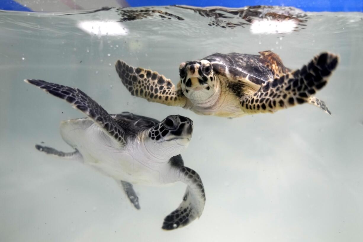 Sea turtles swim at a tank June 13 inside the Marine Rehabilitation center of the Abu Dhabi National Aquarium in Abu Dhabi, United Arab Emirates.