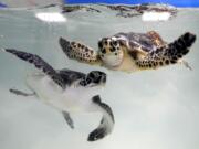 Sea turtles swim at a tank June 13 inside the Marine Rehabilitation center of the Abu Dhabi National Aquarium in Abu Dhabi, United Arab Emirates.