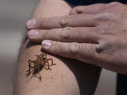 Jeremiah Moore has a cricket climb onto his arm during the migration of Mormon crickets Saturday in Spring Creek, Nev. Mormon crickets are native to the Great Basin and Intermountain West.