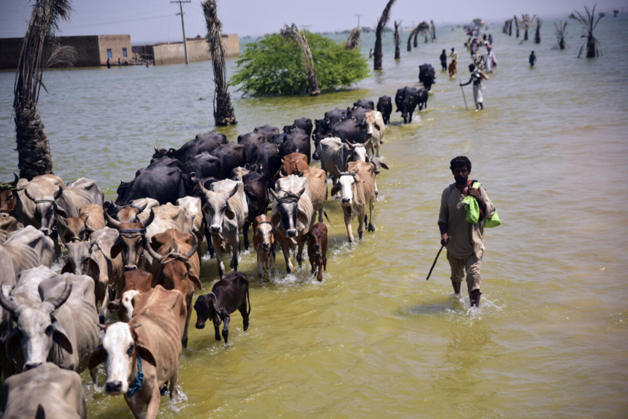 FILE - Victims of flooding from monsoon rains walk with their cattle after their flooded home in Sehwan, Sindh province, Pakistan, Sept. 9, 2022. A warming world is transforming some major snowfalls into heavy rain over mountains instead, somehow worsening both dangerous flooding like the type that devastated Pakistan last year as well as long-term water shortages, a new study found.