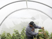 Entomology researcher Eric Burkness checked raspberry plants growing in a hoop house for signs of spotted wing drosophila in Rosemont, Minn.