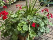 A professionally planted container is on display at Hicks Nurseries in Old Westbury, N.Y.