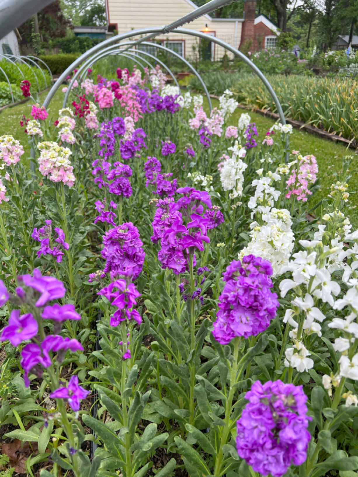 A bed of colorful stock flowers.